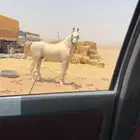 حصان عربي العمر 3 سنوات