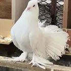 حمام شمسي