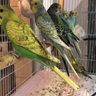 مطلوب طيور ابادجي وروزات وكروانات اللي معه يبي يبيع