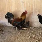 دجاج شرط ديك دجاجتين واحد عليه فرخ