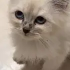 قطط