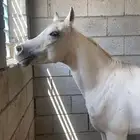 يوجد حصان عربي شريحه مشروط من كل شي