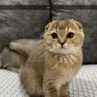 كيتن سكوتش فولد للبيع ( ذكر و انثى )