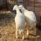 طليان شحم