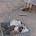 حيوانات