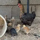 دجاجه معها صيصان