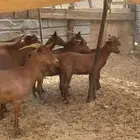 معزا محايليات