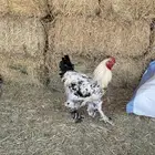 اعرض لكم ديك براهمه كولمبي