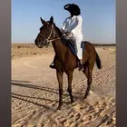 حصان ركوب معسوف وهادي