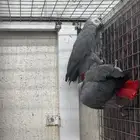 بغبغاء كاسكو