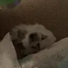 قطة للتزاوج