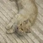 بسه برتقاليه مريضة نفسيا للتبني
