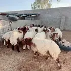 البيييع بهم نعيم فاخر من لاخر عددهم 20 رس لاسياح
