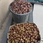 تمر علف