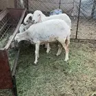 ضان