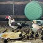 للبيع بط مصري منتج