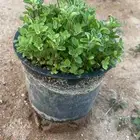 شتلات ورد مديني ونعناع