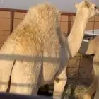 حاشي قصب اللبيع