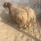 خرفان نعيم بلدي
