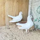 زوج صنعاني ابو شيبه