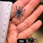 عنكبوت ترانتولا tarantula