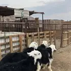 طليان نجدي ذبائح