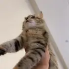 قطوه للتبني