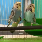 جوز بادجي طيور حب