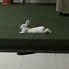 أرنب