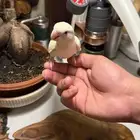 طير روز اليف اينو