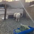 رخال نعيم