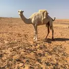 ناقة وضحاء