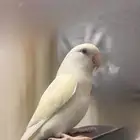 جوز روز الليفين