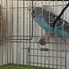 طيور بادجي للبيع