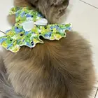 قطه للبيع
