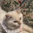 بيع قطط