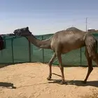 بكره