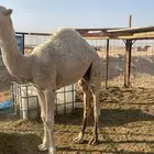 قعود فاخر للبيع