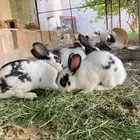 للبيع ارانب هجين بابيون