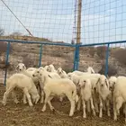 بهم تربيه