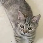 قطة صغيرة