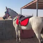 حصان واهو بوراق حفيد دبليو جستس