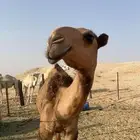 فحل منتج ساس وراس