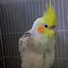 للبيع ب 500