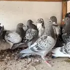 زاجل سباق