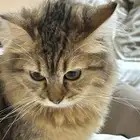 قطط للتبني