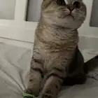 قط سكوتش فولد