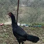 دجاجه سندي