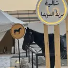 مخيم بوسط اسطبل خيول