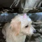 ذكر مالتيز للبيع